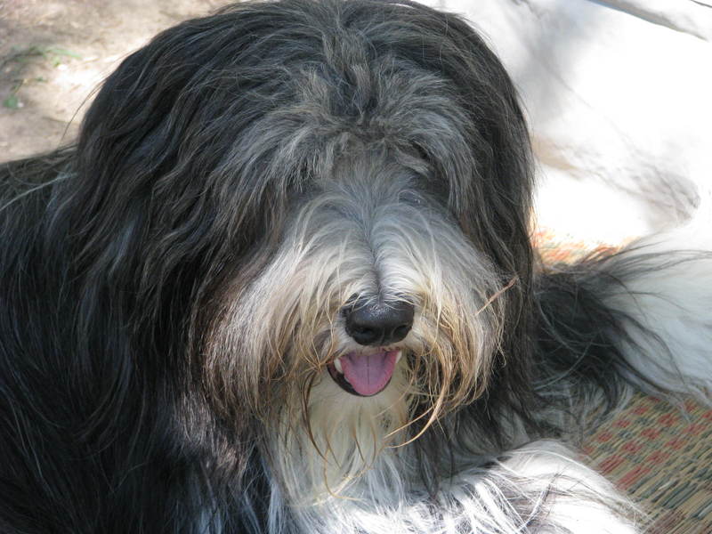 Bearded Collie