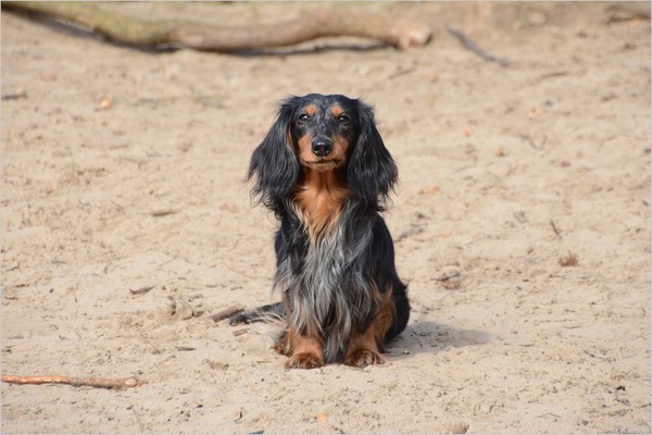 Dashond Standaard, langhaar