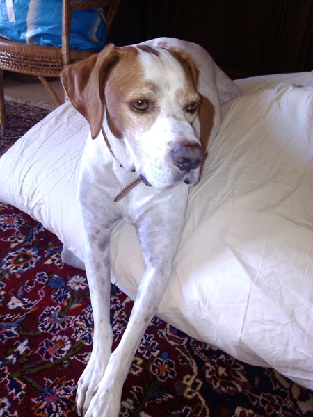 Braque Saint Germain