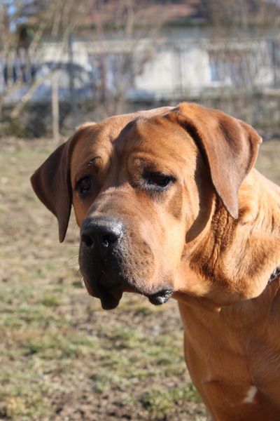 Sojtor Szepe Kennel