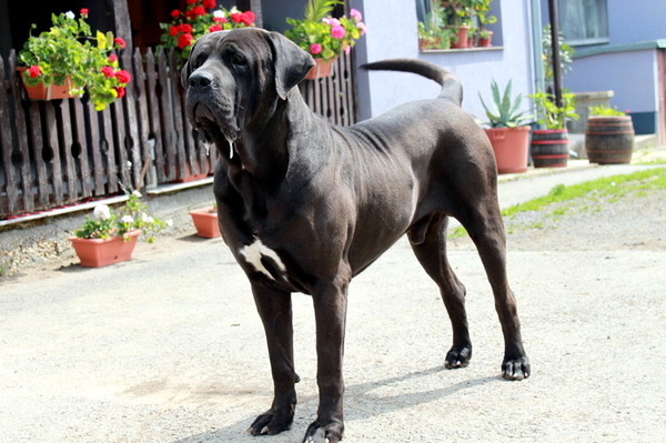 Sojtor Szepe Kennel