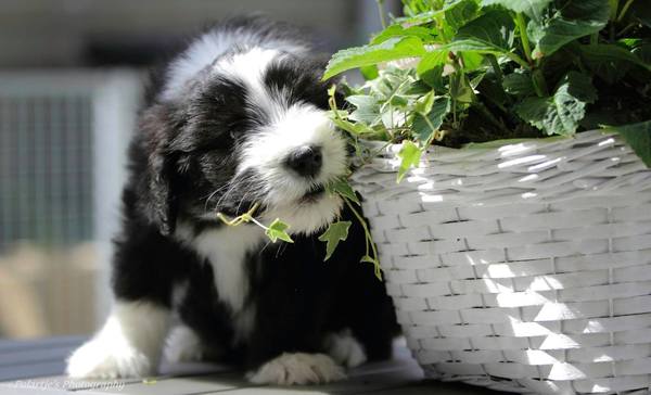 Herons Place Bearded Collies