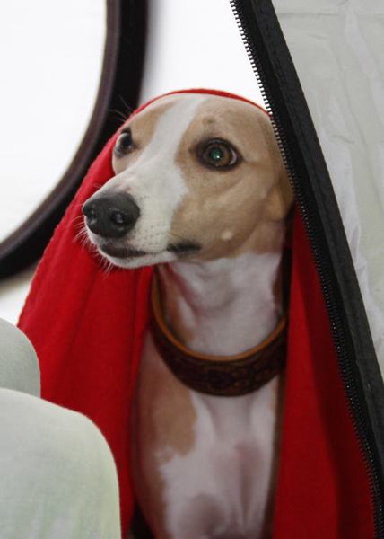 Gaelic Whisper Whippets