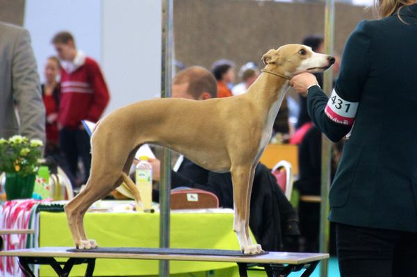 Gaelic Whisper Whippets