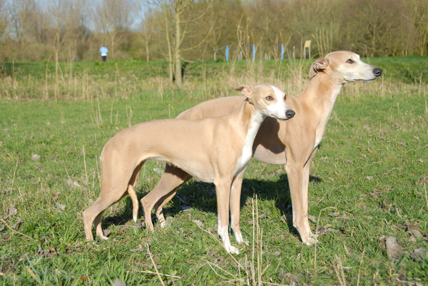 Gaelic Whisper Whippets