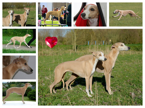 Gaelic Whisper Whippets