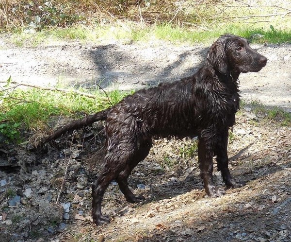 Flatcoated Retriever