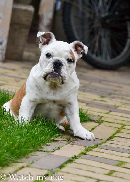 Engelse Bulldog