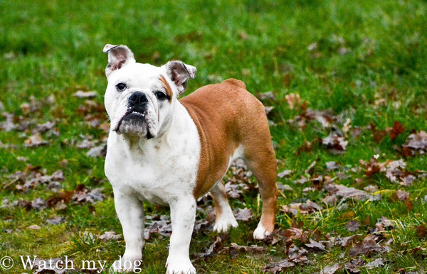 Engelse Bulldog