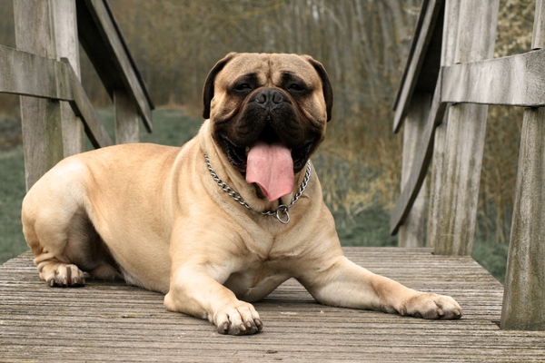 Bullmastiff