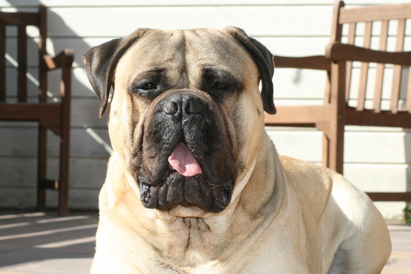 Bullmastiff