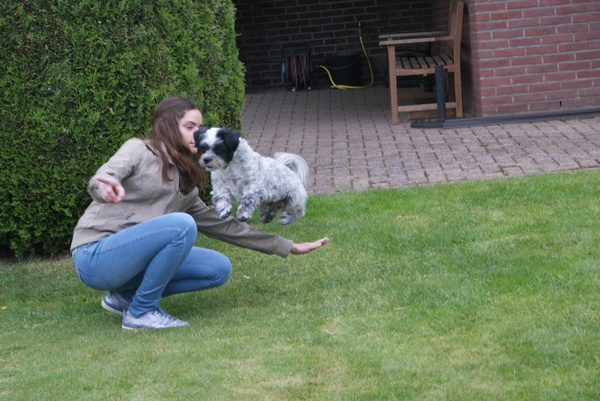 Spaiky springt op commando over mijn arm heen