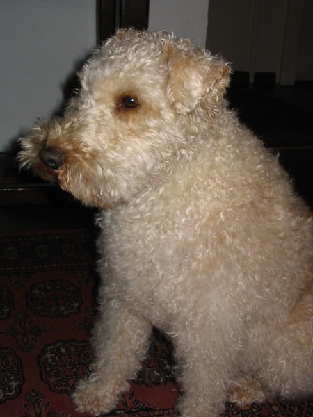 Lakeland Terrier