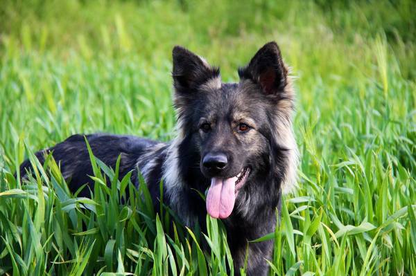 El Pelo Rubio Oud Duitse herder kennel