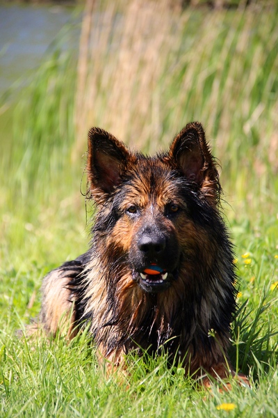 El Pelo Rubio Oud Duitse herder kennel