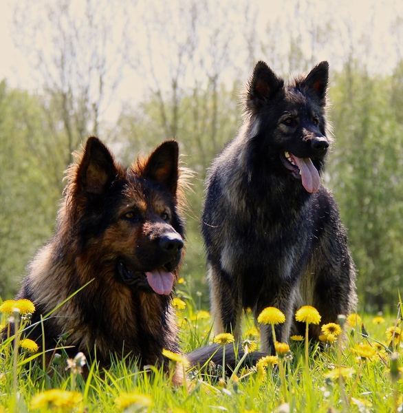 El Pelo Rubio Oud Duitse herder kennel