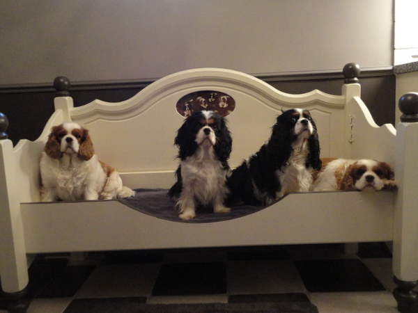 Nelly's Cavaliers