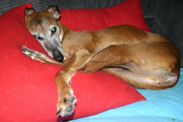 Whippet