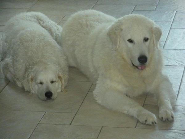 Kuvasz