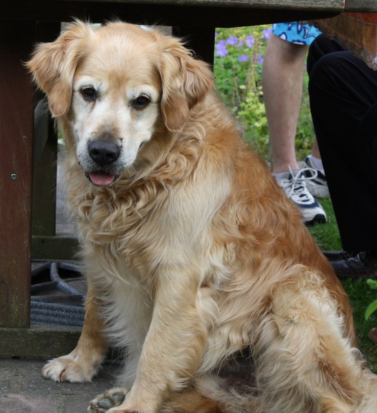 Golden Retriever