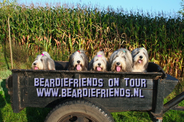 Beardiefriends