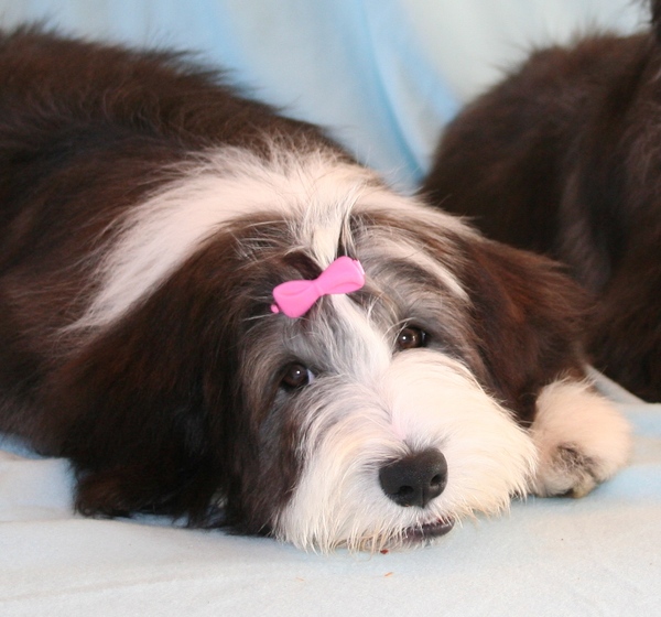 Beardiefriends