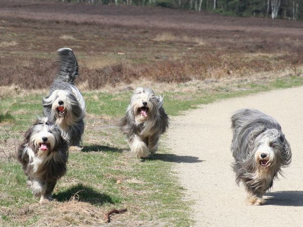 Beardiefriends