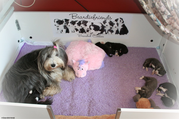 Beardiefriends