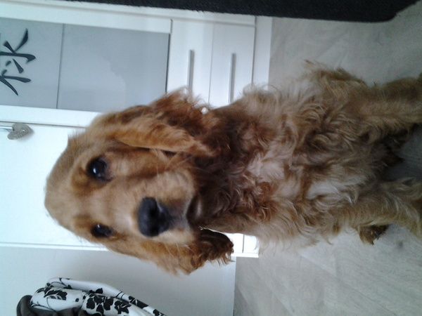 Engelse Cocker Spaniel