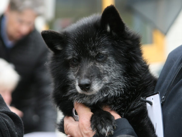 Schipperke