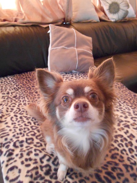 Chihuahua, langhaar