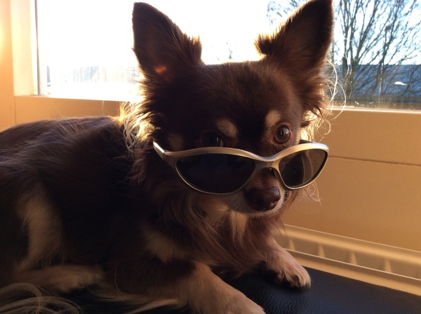 Chihuahua, langhaar