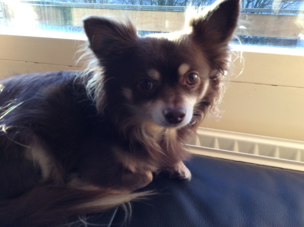 Chihuahua, langhaar