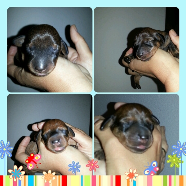 jacqueline van lieshout