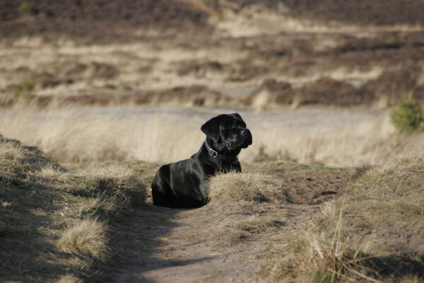 Labrador