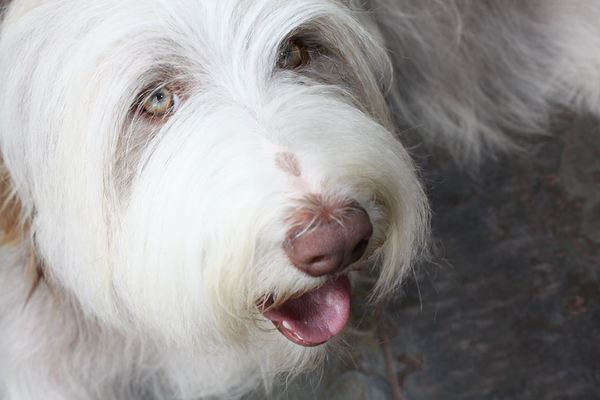 Belleboo Bearded Collies