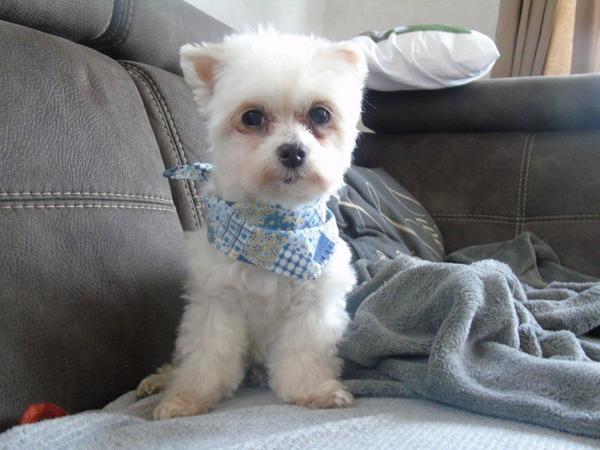 Maltezer