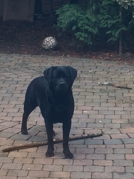 Labrador Retriever