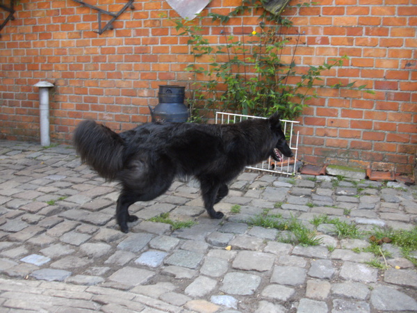 Tikaani 's hof ter Lede