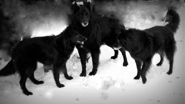 Tikaani 's hof ter Lede