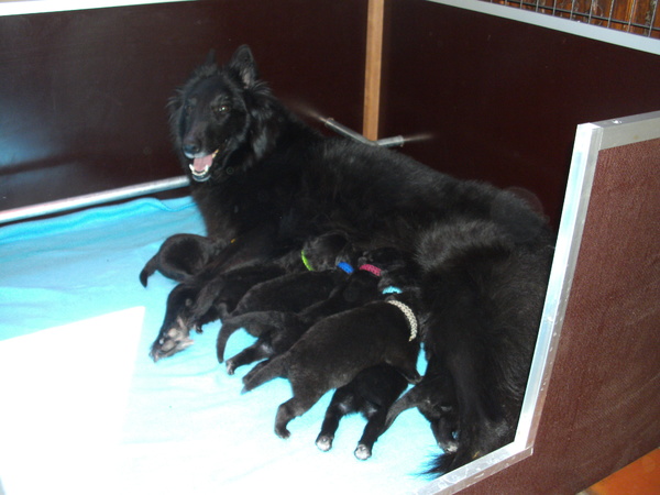 Tikaani 's hof ter Lede