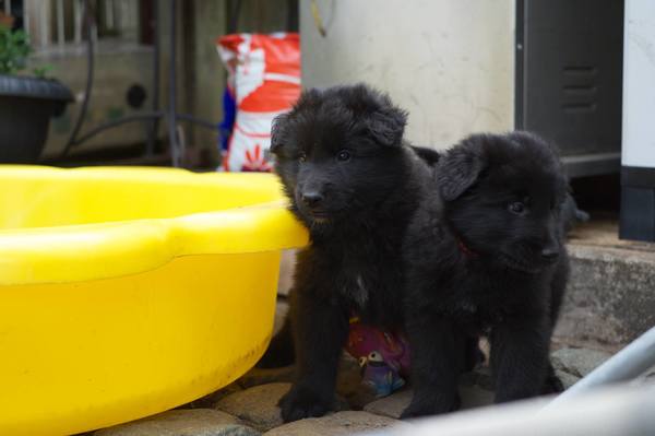 Tikaani 's hof ter Lede