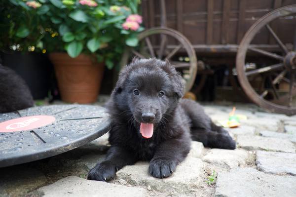 Tikaani 's hof ter Lede