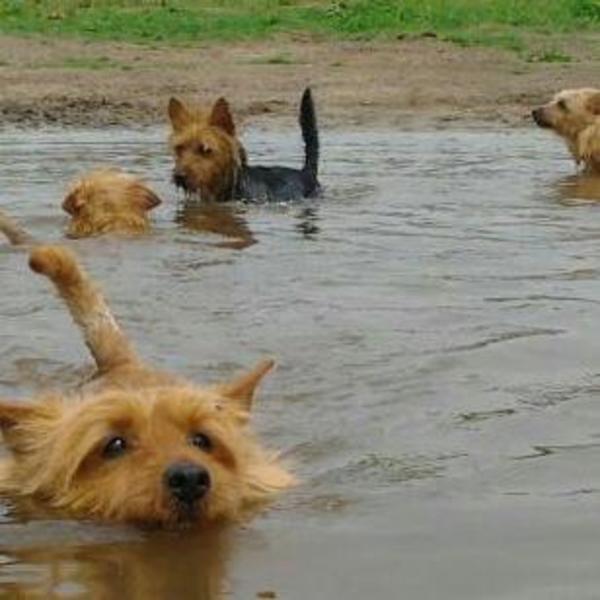 Australian Terrier, vom Schloss Mordor