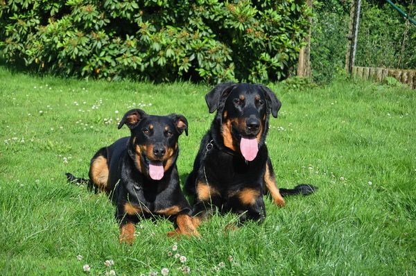 Berger de Léau et du Vent