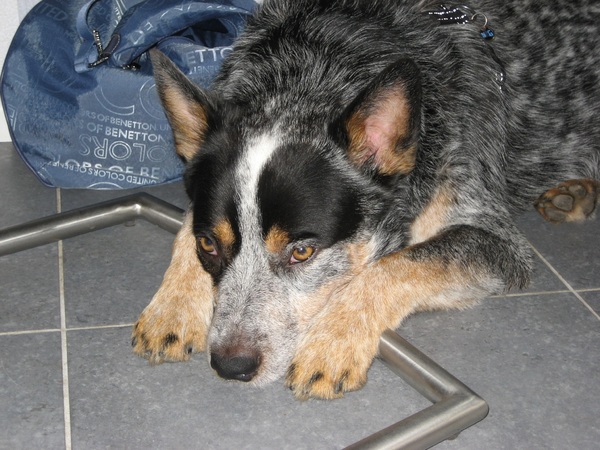 Australian Cattle Dog