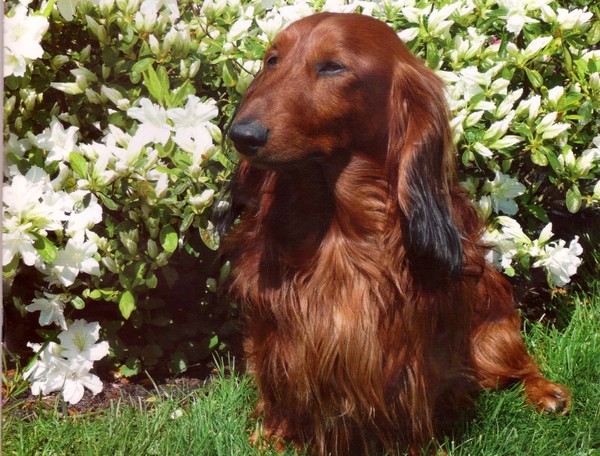 Dashond Standaard, langhaar