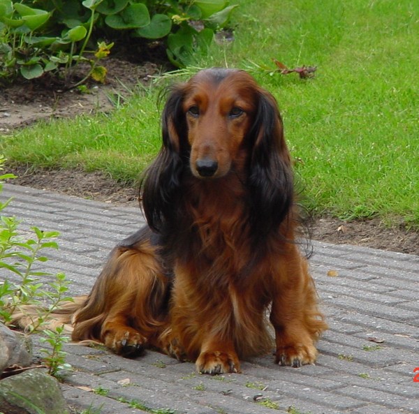 Dashond Standaard, langhaar