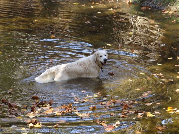 Golden Retriever