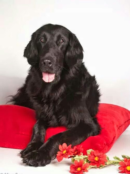 Flatcoated Retriever